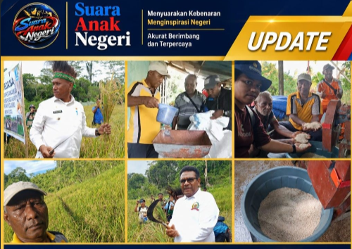Bupati Biak Numfor Bersama Pimpinan DPRK Panen perdana Padi Ladang  Di Biak Barat Kampung Asaryendi